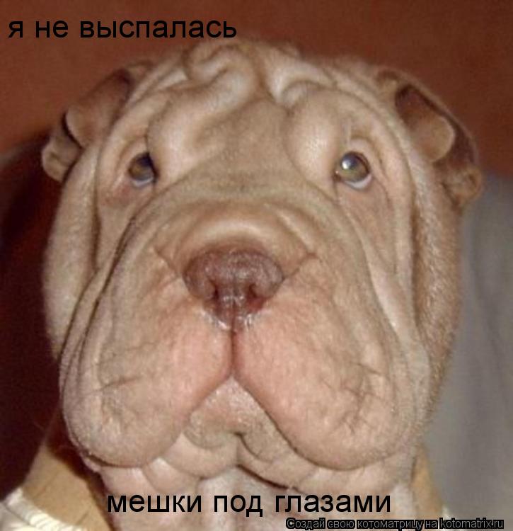 Котоматрица: я не выспалась мешки под глазами