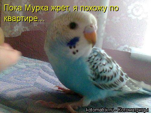 Котоматрица: Пока Мурка жрёт, я похожу по  квартире...