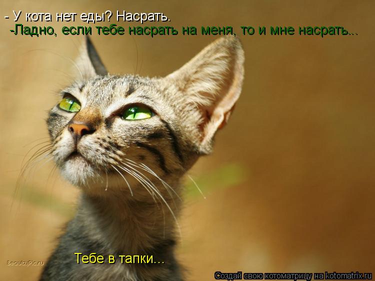 - У кота нет еды? Насрать. -Ладно, если тебе насрать на меня, то и мне насрать. .. Тебе в тапки...... Котоматрица: - У кота нет еды? Насрать. -Ладно, если тебе насрать на меня, то и мне насрать. .. Тебе в тапки...
