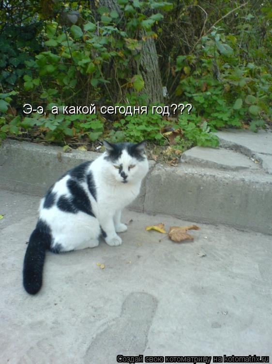 Котоматрица: Э-э, а какой сегодня год???
