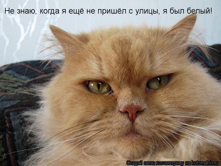 Котоматрица: Не знаю, когда я ещё не пришёл с улицы, я был белый!