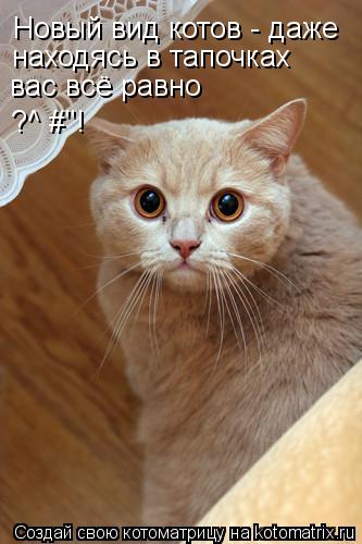 Котоматрица: Новый вид котов - даже находясь в тапочках вас всё равно ?^№#"!