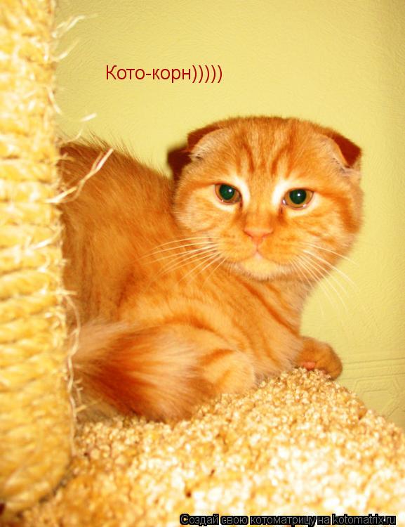 Котоматрица: Кото-корн)))))