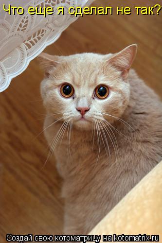 Котоматрица: Что еще я сделал не так???