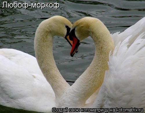 Котоматрица: Любоф-моркоф