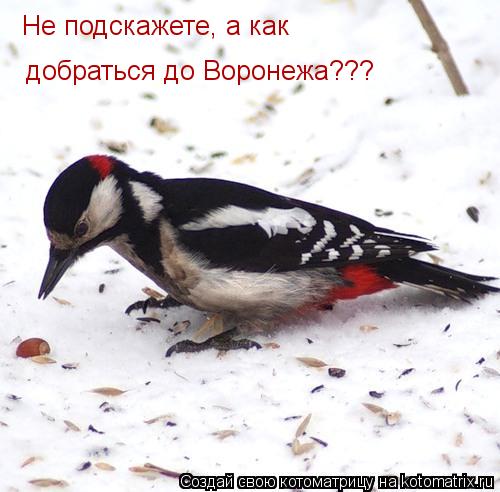 Котоматрица: Не подскажете, а как добраться до Воронежа???