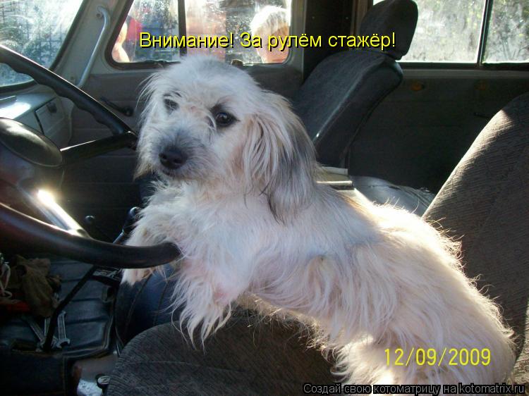Котоматрица: Внимание! За рулём стажёр!