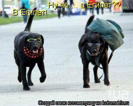 Котоматрица: Ну чё.... в Египет??.... В Египет!