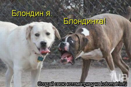 Блондинка! Блондин я.... Котоматрица: Блондинка! Блондин я.