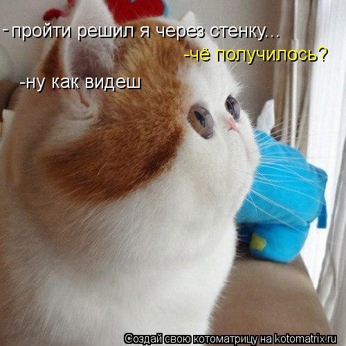 пройти решил я через стенку... -чё получилось? -ну как видеш -... Котоматрица: пройти решил я через стенку... -чё получилось? -ну как видеш -