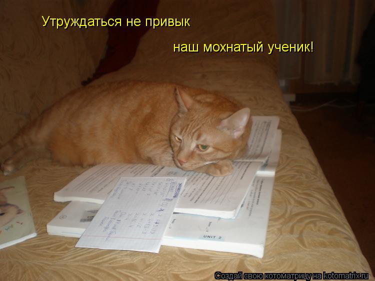 Утруждаться не привык наш мохнатый ученик!... Котоматрица: Утруждаться не привык наш мохнатый ученик!