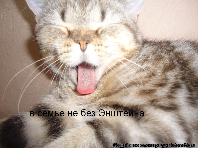 в семье не без Энштейна... Котоматрица: в семье не без Энштейна