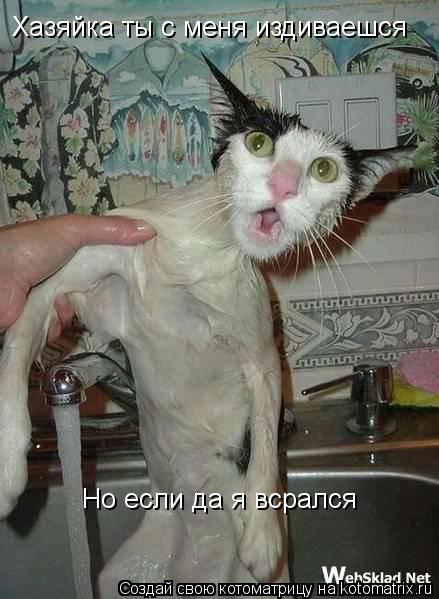 Хазяйка ты с меня издиваешся Но если да я всрался Но если да я всрался... Котоматрица: Хазяйка ты с меня издиваешся Но если да я всрался Но если да я всрался