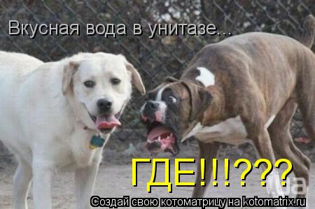 Вкусная вода в унитазе... ГДЕ!!!???... Котоматрица: Вкусная вода в унитазе... ГДЕ!!!???