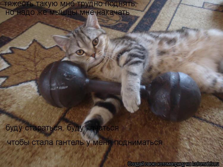 но надо же мышцы мне накачать тяжесть такую мне трудно поднять, буду стараться, буду качаться чтобы ... Котоматрица: но надо же мышцы мне накачать тяжесть такую мне трудно поднять, буду стараться, буду качаться чтобы стала гантель у меня подниматься