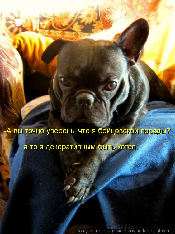 -А вы точно уверены что я бойцовской породы? а то я декоративным быть хотел...... Котоматрица: -А вы точно уверены что я бойцовской породы? а то я декоративным быть хотел...