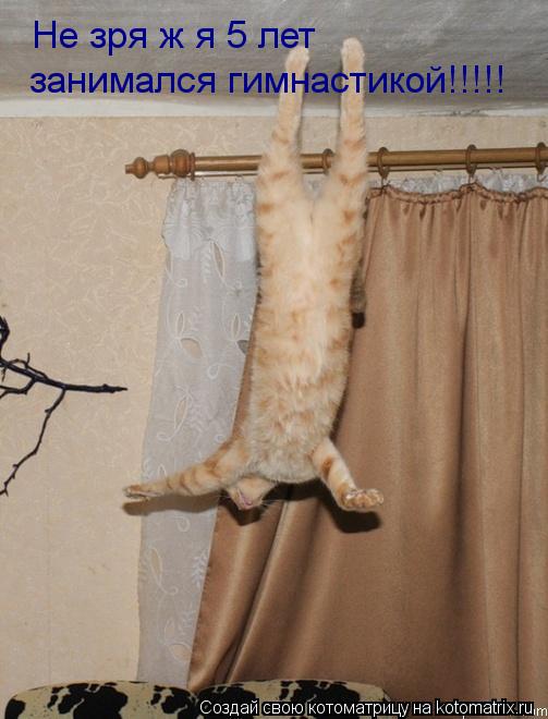 Не зря ж я 5 лет занимался гимнастикой!!!!!... Котоматрица: Не зря ж я 5 лет занимался гимнастикой!!!!!