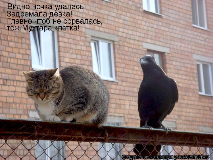Котоматрица: Видно ночка удалась! Задремала девка! Главно чтоб не сорвалась, тож Мухтара клетка!