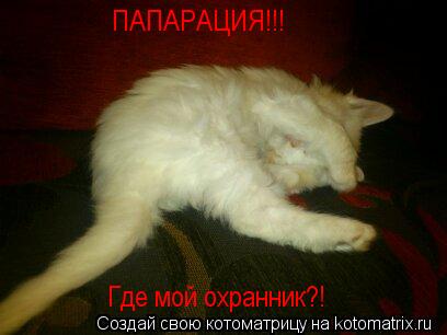 ПАПАРАЦИЯ!!! Где мой охранник?!... Котоматрица: ПАПАРАЦИЯ!!! Где мой охранник?!