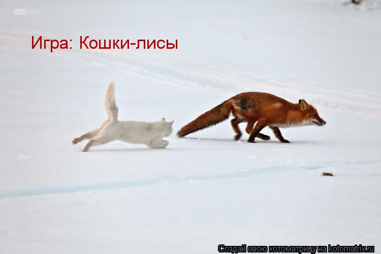 Игра: Кошки-лисы... Котоматрица: Игра: Кошки-лисы