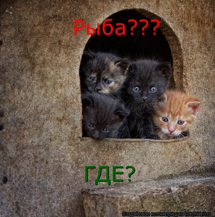 Рыба??? ГДЕ?... Котоматрица: Рыба??? ГДЕ?