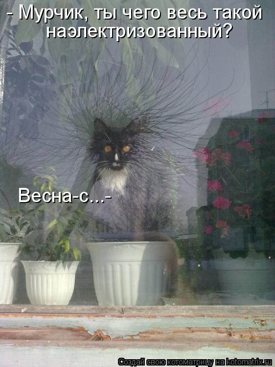 - Мурчик, ты чего весь такой наэлектризованный? Весна-с...-... Котоматрица: - Мурчик, ты чего весь такой наэлектризованный? Весна-с...-