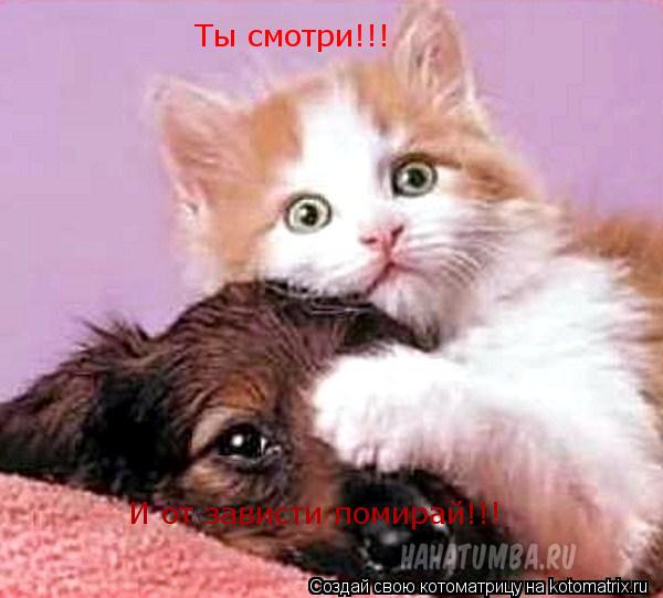 Ты смотри!!! И от зависти помирай!!!... Котоматрица: Ты смотри!!! И от зависти помирай!!!