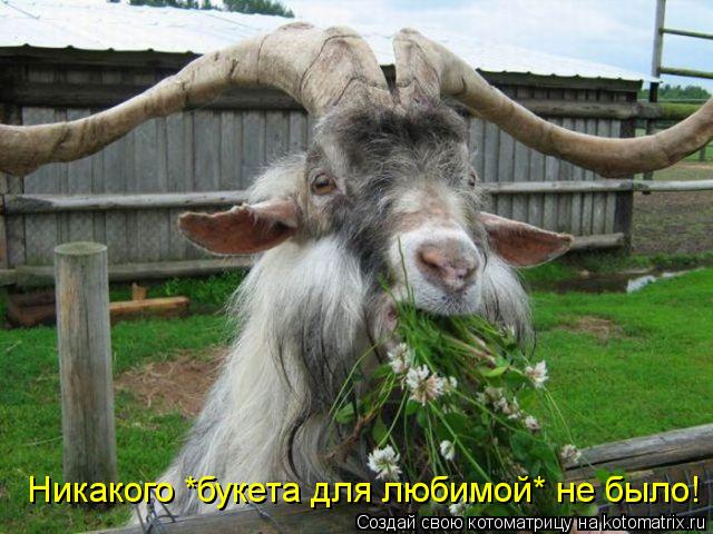 Никакого *букета для любимой* не было!... Котоматрица: Никакого *букета для любимой* не было!