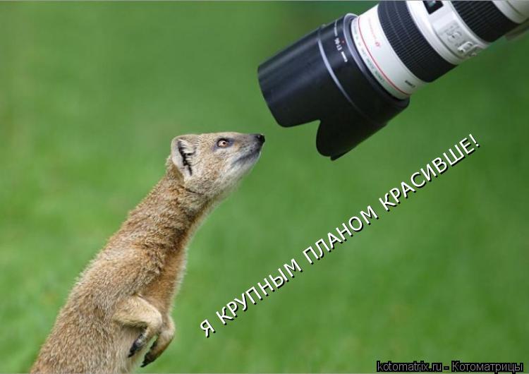 Я КРУПНЫМ ПЛАНОМ КРАСИВШЕ!... Котоматрица: Я КРУПНЫМ ПЛАНОМ КРАСИВШЕ!