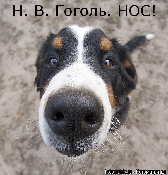 Н. В. Гоголь. НОС!... Котоматрица: Н. В. Гоголь. НОС!