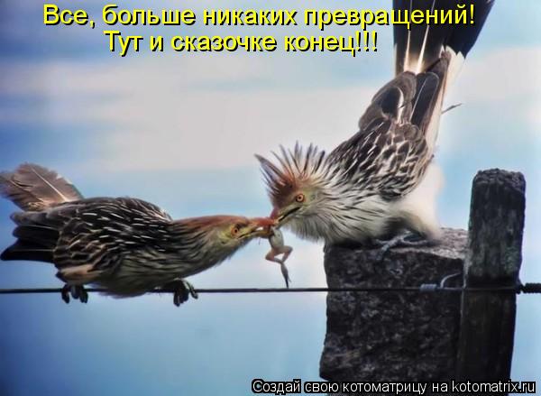 Все, больше никаких превращений! Тут и сказочке конец!!!... Котоматрица: Все, больше никаких превращений! Тут и сказочке конец!!!