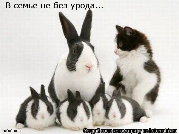 В семье не без урода...... Котоматрица: В семье не без урода...