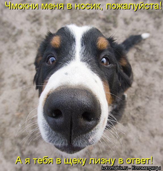 Чмокни меня в носик, пожалуйста! А я тебя в щеку лизну в ответ!... Котоматрица: Чмокни меня в носик, пожалуйста! А я тебя в щеку лизну в ответ!