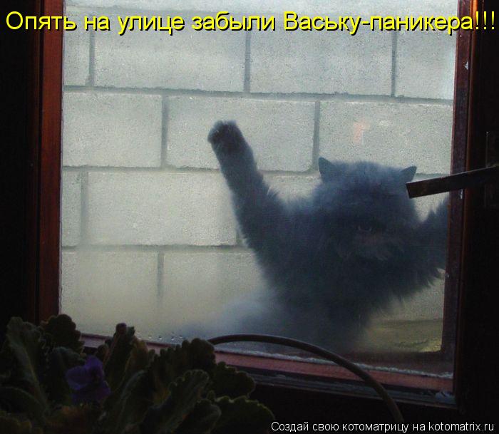 Опять на улице забыли Ваську-паникера!!!... Котоматрица: Опять на улице забыли Ваську-паникера!!!