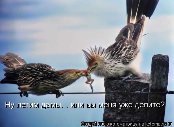 Котоматрица: Ну летим дамы... или вы меня уже делите?