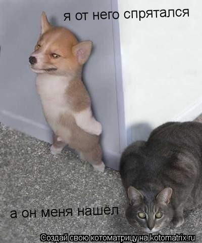 я от него спрятался а он меня нашёл... Котоматрица: я от него спрятался а он меня нашёл