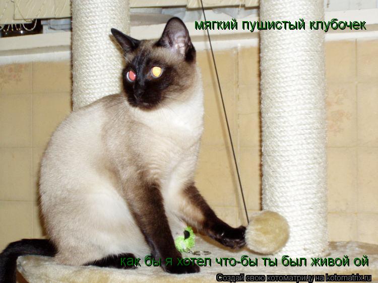 мягкий пушистый клубочек как бы я хотел что-бы ты был живой ой... Котоматрица: мягкий пушистый клубочек как бы я хотел что-бы ты был живой ой