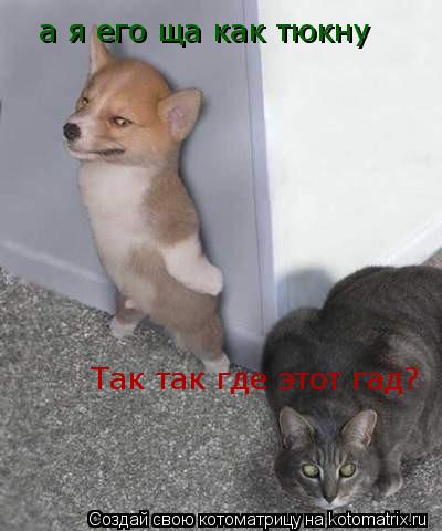 Так так где этот гад? а я его ща как тюкну... Котоматрица: Так так где этот гад? а я его ща как тюкну