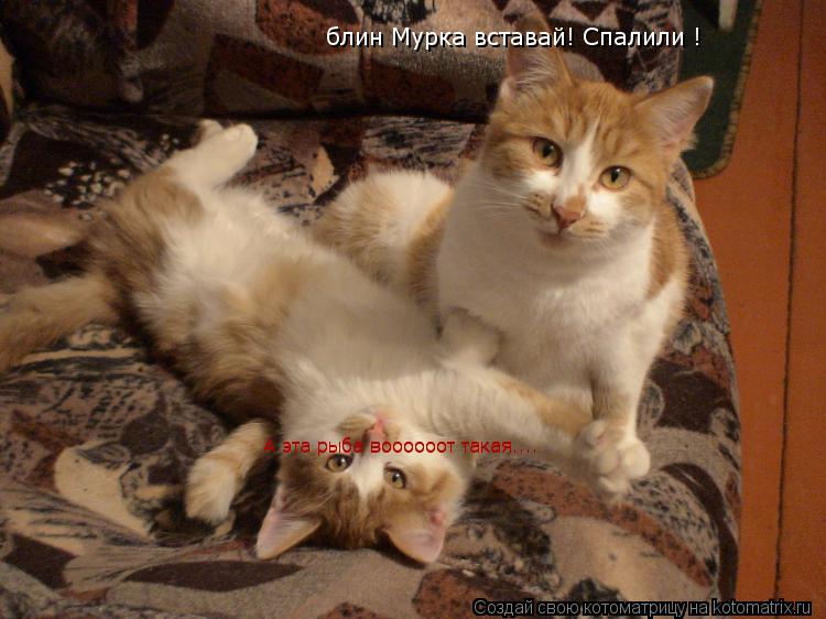блин Мурка вставай! Спалили ! А эта рыба воооооот такая.... А эта рыба воооооот такая.... А эта рыба ... Котоматрица: блин Мурка вставай! Спалили ! А эта рыба воооооот такая.... А эта рыба воооооот такая.... А эта рыба воооооот такая....