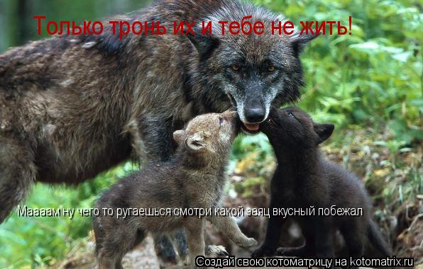Только тронь их и тебе не жить! Маааам ну чего то ругаешься смотри какой заяц вкусный побежал... Котоматрица: Только тронь их и тебе не жить! Маааам ну чего то ругаешься смотри какой заяц вкусный побежал