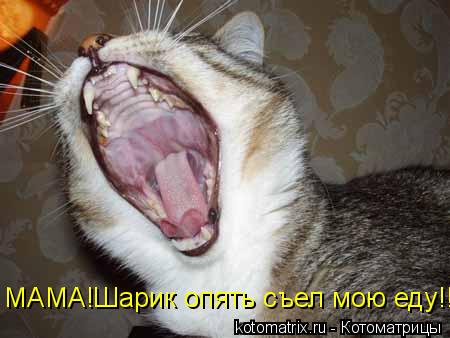 МАМА!Шарик опять съел мою еду!!... Котоматрица: МАМА!Шарик опять съел мою еду!!