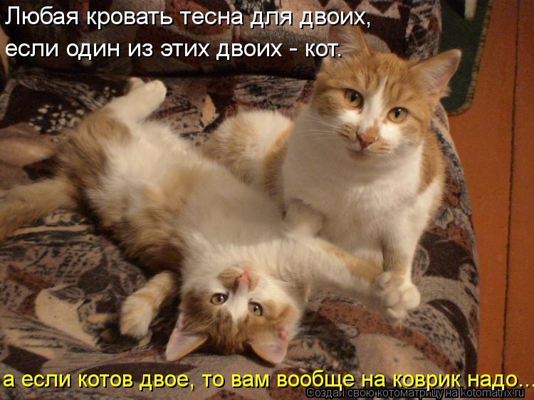 Котоматрица: Любая кровать тесна для двоих, если один из этих двоих - кот. а если котов двое, то вам вообще на коврик надо...