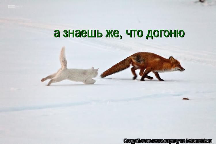 а знаешь же, что догоню... Котоматрица: а знаешь же, что догоню