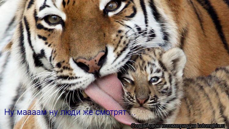 Ну маааам ну люди же смотрят ...... Котоматрица: Ну маааам ну люди же смотрят ...