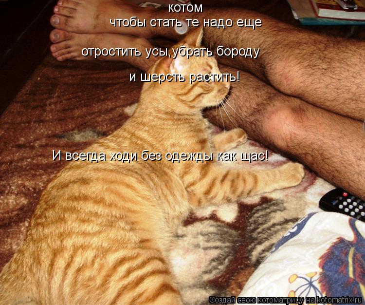 чтобы стать те надо еще отростить усы,убрать бороду и шерсть растить! И всегда ходи без одежды как щ... Котоматрица: чтобы стать те надо еще отростить усы,убрать бороду и шерсть растить! И всегда ходи без одежды как щас! котом
