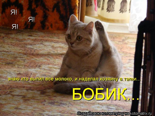 Котоматрица: Я! Я! Я! БОБИК... знаю кто выпил все молоко, и наделал хозяину в тапки...