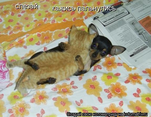 Котоматрица: слезай кажись пальнулись