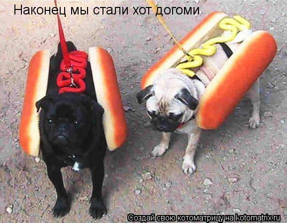 Котоматрица: Наконец мы стали хот догоми