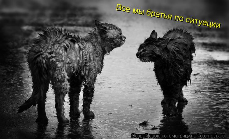 Котоматрица: Все мы братья по ситуации