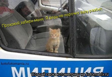 Котоматрица: Прохожий,забери меня. Я ведь не нарочно вазу разбил.